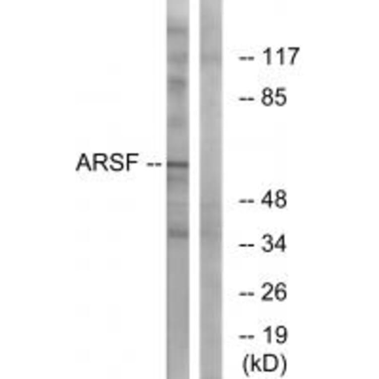 Western blot - ARSF Antibody from Signalway Antibody (34443) - Antibodies.com