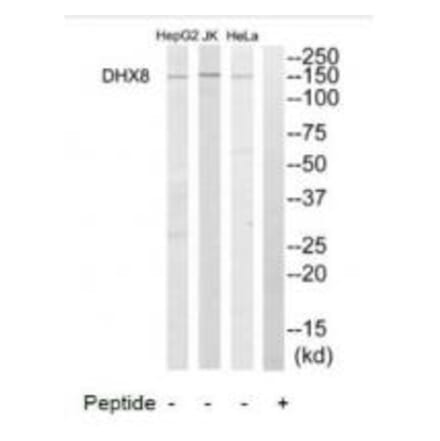 Western blot - DHX8 Antibody from Signalway Antibody (34471) - Antibodies.com