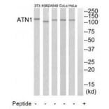 Western blot - ATN1 Antibody from Signalway Antibody (34473) - Antibodies.com