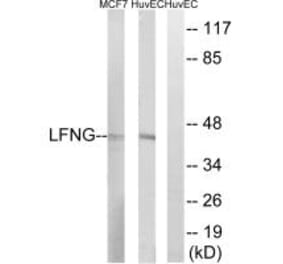 Western blot - LFNG Antibody from Signalway Antibody (34489) - Antibodies.com