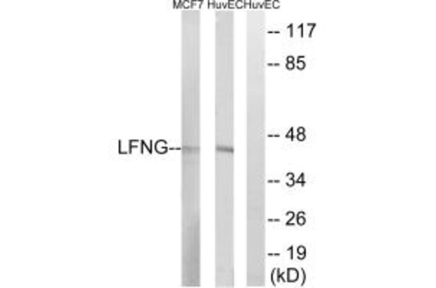 Western blot - LFNG Antibody from Signalway Antibody (34489) - Antibodies.com