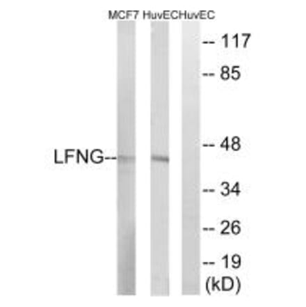 Western blot - LFNG Antibody from Signalway Antibody (34489) - Antibodies.com
