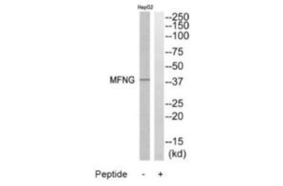 Western blot - MFNG Antibody from Signalway Antibody (34490) - Antibodies.com