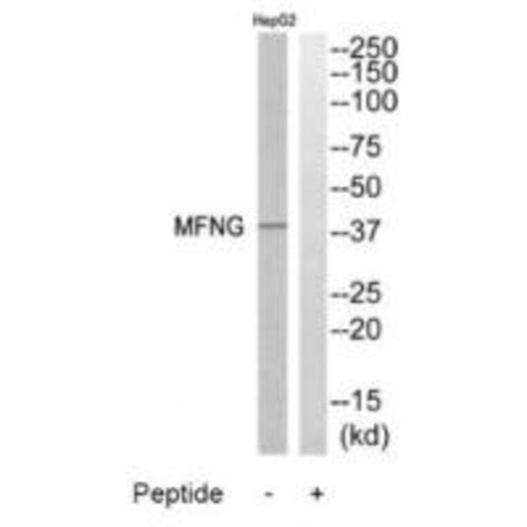 Western blot - MFNG Antibody from Signalway Antibody (34490) - Antibodies.com