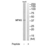 Western blot - MFNG Antibody from Signalway Antibody (34490) - Antibodies.com