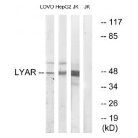 Western blot - LYAR Antibody from Signalway Antibody (34561) - Antibodies.com