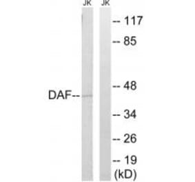 Western blot - CD55 Antibody from Signalway Antibody (34613) - Antibodies.com
