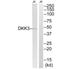 Western blot - DKK3 Antibody from Signalway Antibody (34645) - Antibodies.com