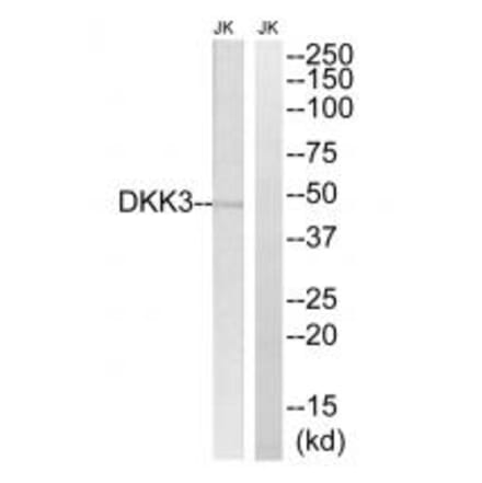Western blot - DKK3 Antibody from Signalway Antibody (34645) - Antibodies.com