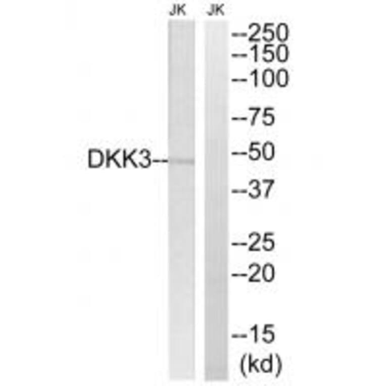 Western blot - DKK3 Antibody from Signalway Antibody (34645) - Antibodies.com