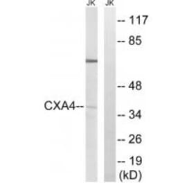 Western blot - GJA4 Antibody from Signalway Antibody (34700) - Antibodies.com