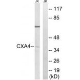 Western blot - GJA4 Antibody from Signalway Antibody (34700) - Antibodies.com