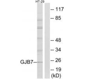 Western blot - GJB7 Antibody from Signalway Antibody (34701) - Antibodies.com