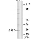Western blot - GJB7 Antibody from Signalway Antibody (34701) - Antibodies.com