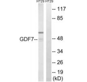 Western blot - GDF7 Antibody from Signalway Antibody (34713) - Antibodies.com