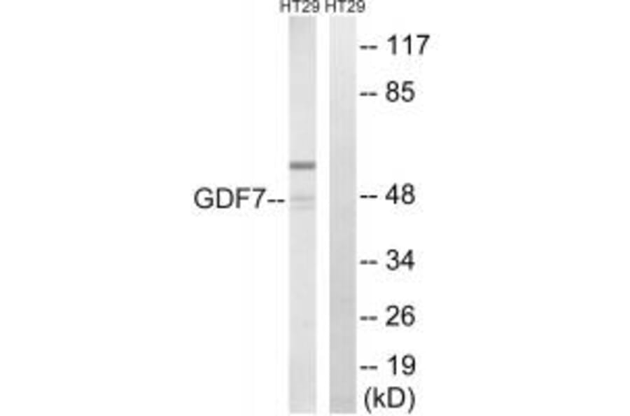 Western blot - GDF7 Antibody from Signalway Antibody (34713) - Antibodies.com