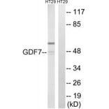 Western blot - GDF7 Antibody from Signalway Antibody (34713) - Antibodies.com