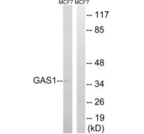 Western blot - GAS1 Antibody from Signalway Antibody (34714) - Antibodies.com