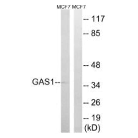 Western blot - GAS1 Antibody from Signalway Antibody (34714) - Antibodies.com