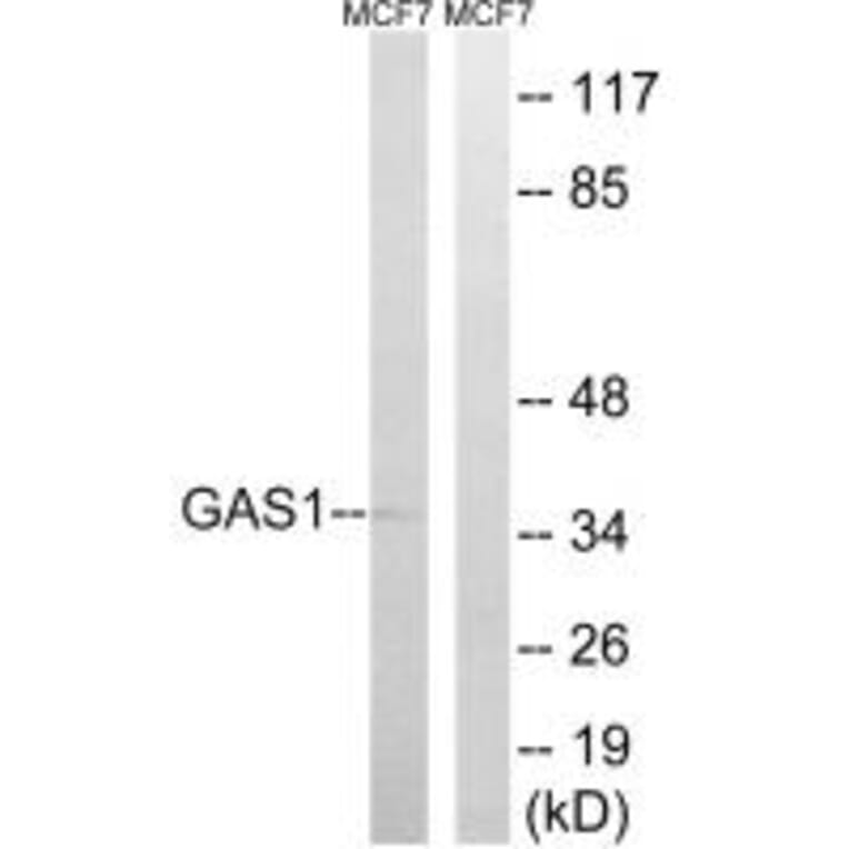 Western blot - GAS1 Antibody from Signalway Antibody (34714) - Antibodies.com