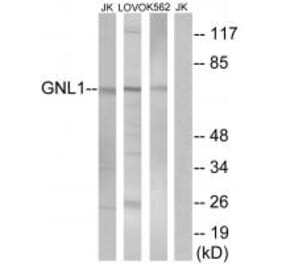 Western blot - GNL1 Antibody from Signalway Antibody (34731) - Antibodies.com