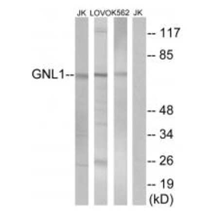 Western blot - GNL1 Antibody from Signalway Antibody (34731) - Antibodies.com