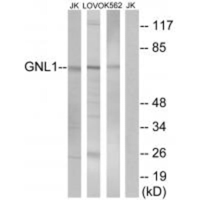 Western blot - GNL1 Antibody from Signalway Antibody (34731) - Antibodies.com
