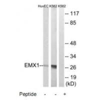 Western blot analysis of extracts from HuvEc and K562 cells, using EMX1 antibody #34738.