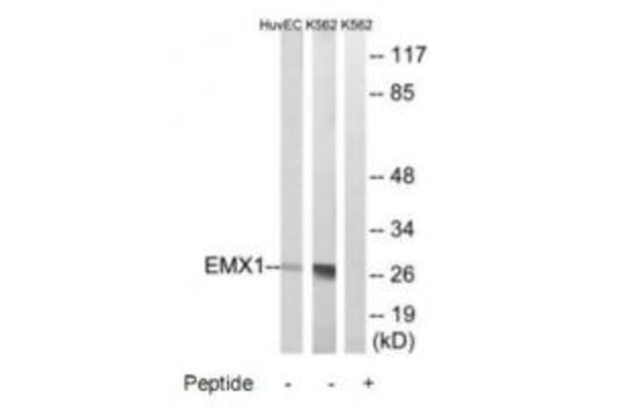 Western blot - EMX1 Antibody from Signalway Antibody (34738) - Antibodies.com