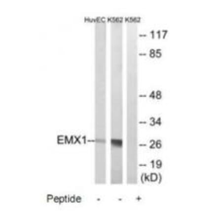 Western blot - EMX1 Antibody from Signalway Antibody (34738) - Antibodies.com