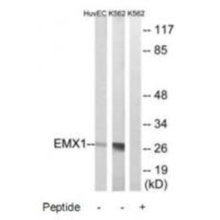 Western blot - EMX1 Antibody from Signalway Antibody (34738) - Antibodies.com