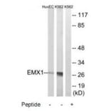 Western blot - EMX1 Antibody from Signalway Antibody (34738) - Antibodies.com