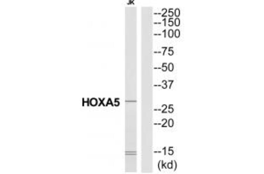 Western blot - HXA5 Antibody from Signalway Antibody (34740) - Antibodies.com