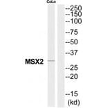 Western blot - MSX2 Antibody from Signalway Antibody (34744) - Antibodies.com