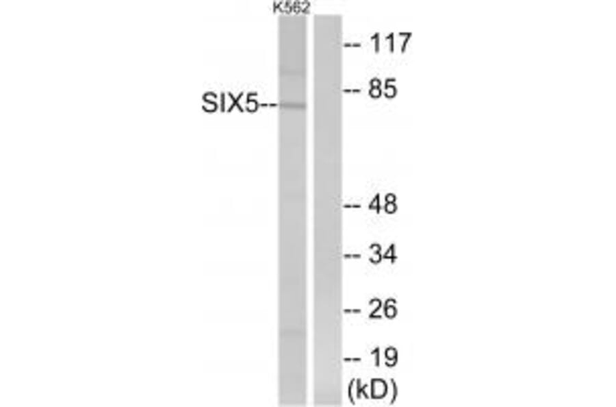 Western blot - SIX5 Antibody from Signalway Antibody (34747) - Antibodies.com
