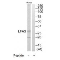 Western blot analysis of extracts from HuvEc cells, using LFA3 antibody #34770.