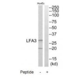 Western blot - LFA3 Antibody from Signalway Antibody (34770) - Antibodies.com