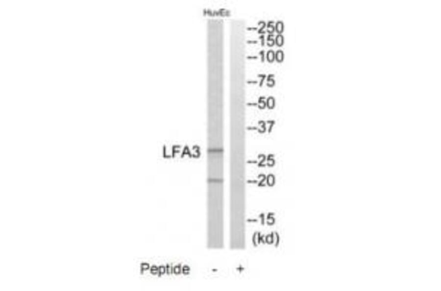 Western blot - LFA3 Antibody from Signalway Antibody (34770) - Antibodies.com