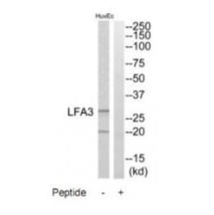 Western blot - LFA3 Antibody from Signalway Antibody (34770) - Antibodies.com