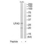 Western blot - LFA3 Antibody from Signalway Antibody (34770) - Antibodies.com