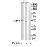 Western blot - LSP1 Antibody from Signalway Antibody (34771) - Antibodies.com