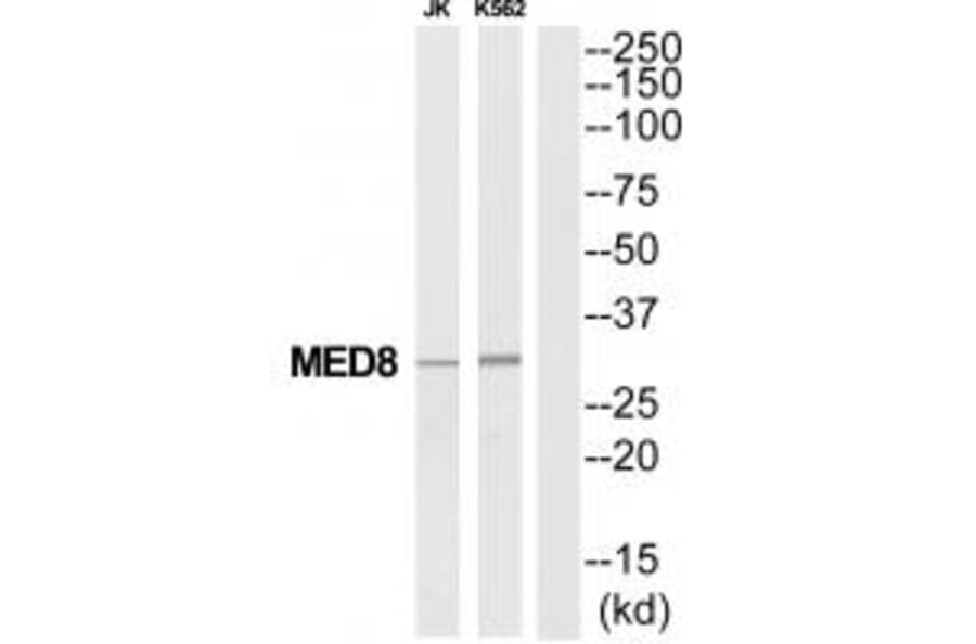 Western blot - MED8 Antibody from Signalway Antibody (34778) - Antibodies.com