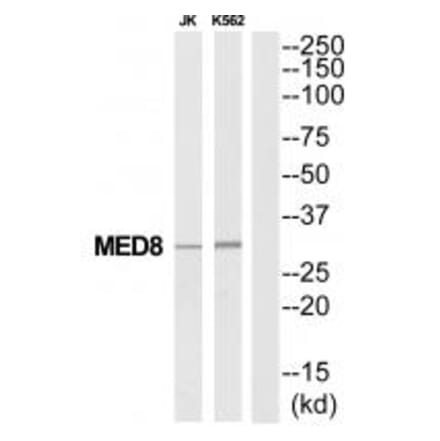 Western blot - MED8 Antibody from Signalway Antibody (34778) - Antibodies.com