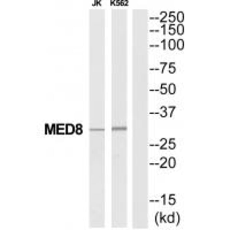 Western blot - MED8 Antibody from Signalway Antibody (34778) - Antibodies.com
