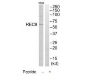 Western blot - REC8 Antibody from Signalway Antibody (34779) - Antibodies.com