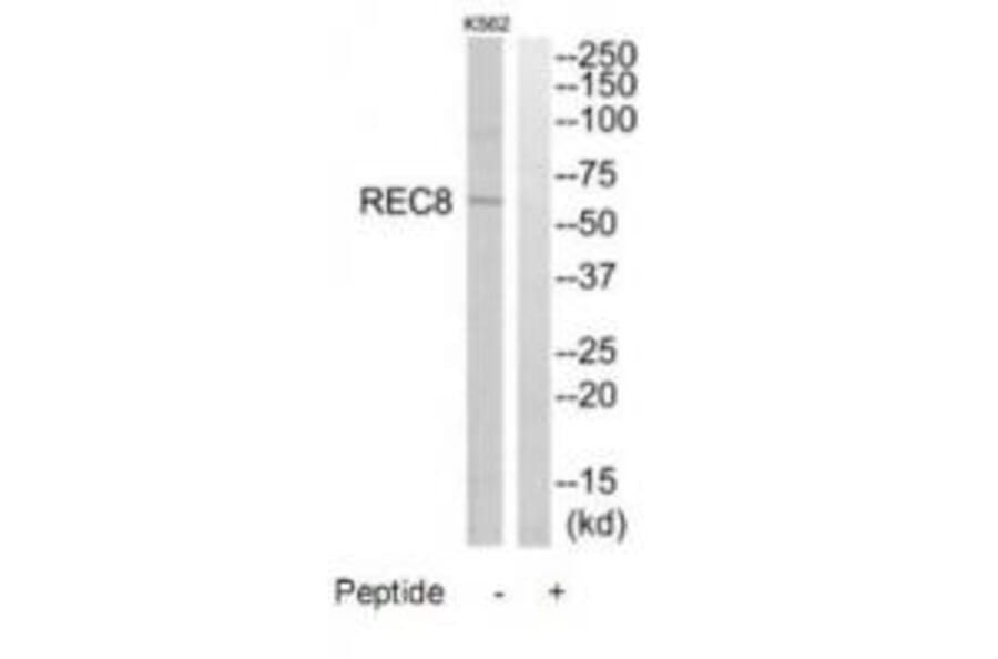 Western blot - REC8 Antibody from Signalway Antibody (34779) - Antibodies.com
