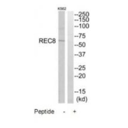 Western blot - REC8 Antibody from Signalway Antibody (34779) - Antibodies.com