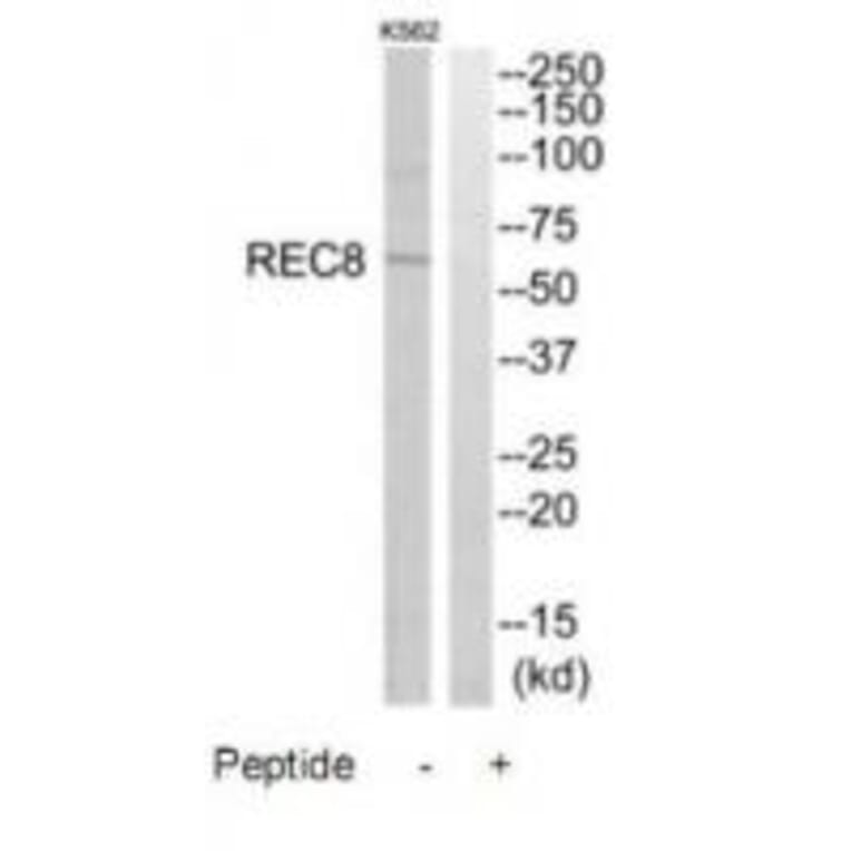 Western blot - REC8 Antibody from Signalway Antibody (34779) - Antibodies.com