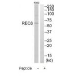 Western blot - REC8 Antibody from Signalway Antibody (34779) - Antibodies.com