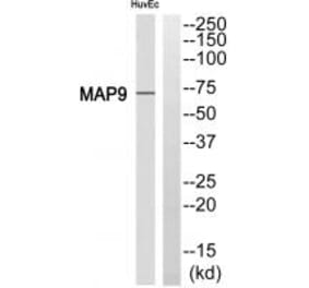 Western blot - MAP9 Antibody from Signalway Antibody (34789) - Antibodies.com